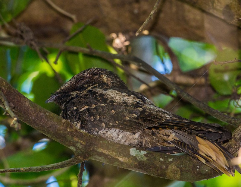 Caprimulgus europaeus Nest
