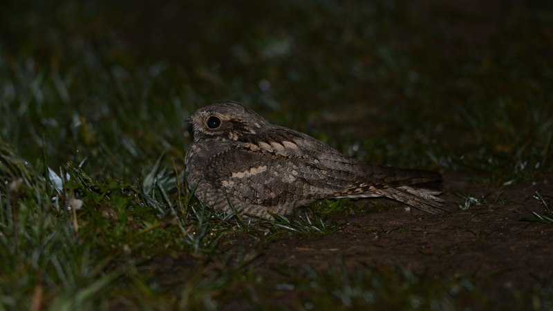 Nyctidromus