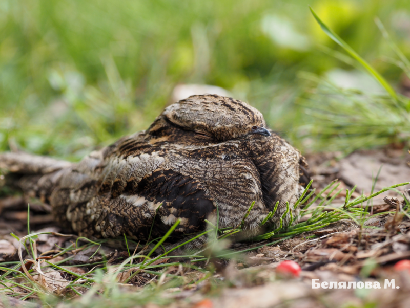 Caprimulgus europaeus Nest