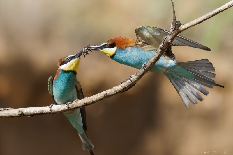 Merops apiaster птица