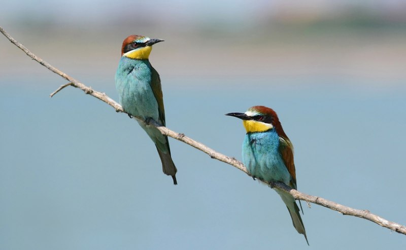 Золотистая щурка merops apiaster