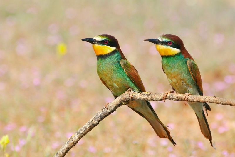 Merops apiaster птица