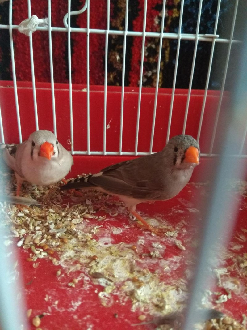 Гнезда амадинов в природе