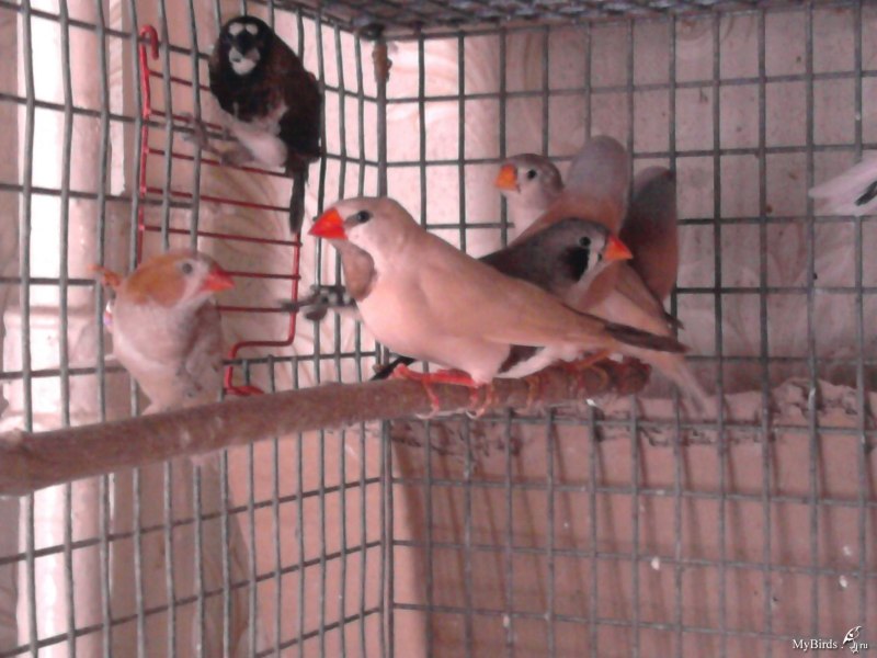 Амадины тигровые