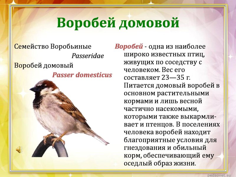 Сообщение о Воробье Домовой