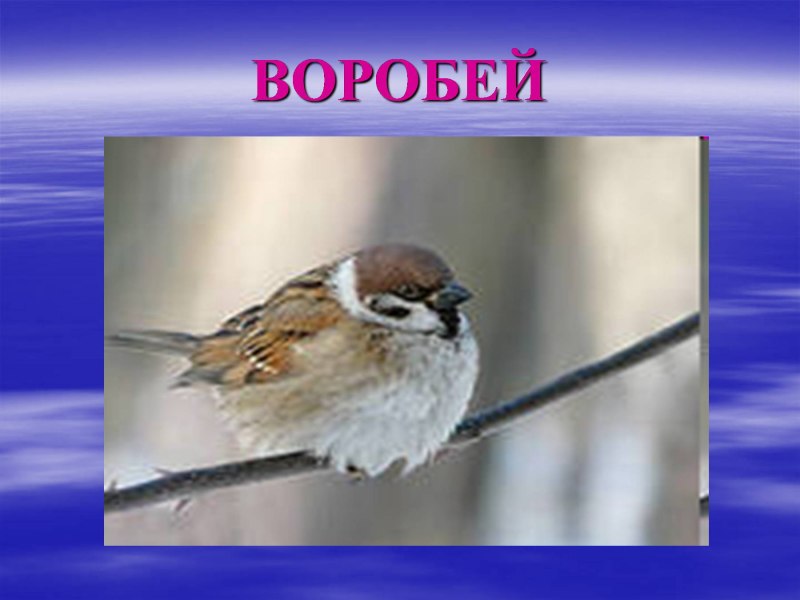 Доклад про птиц