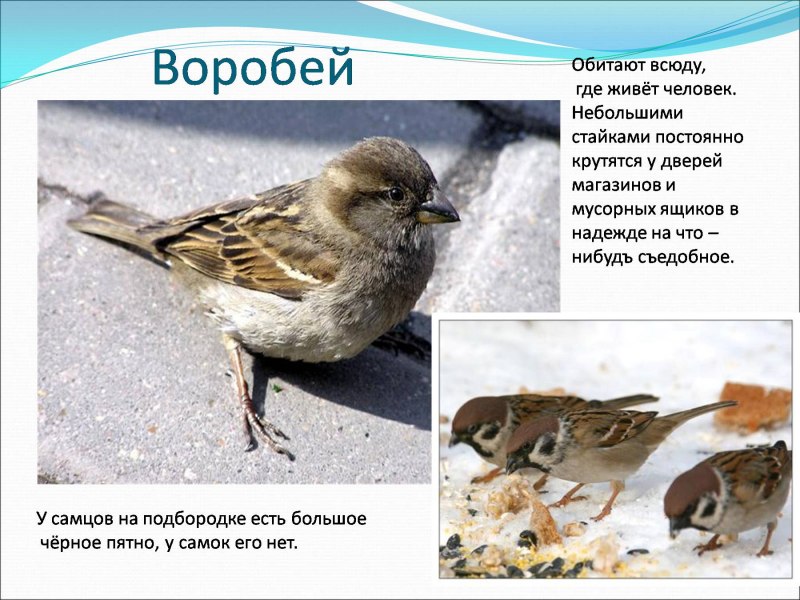 Описание воробья