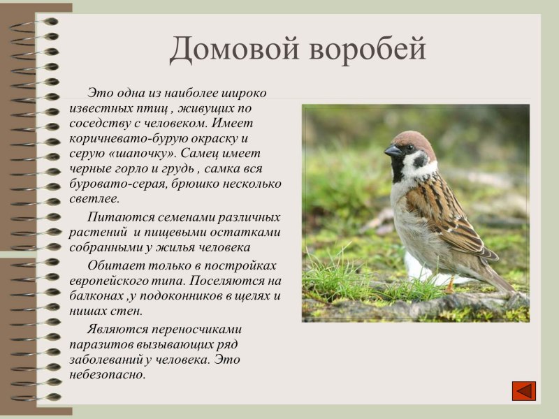 Воробей описание птицы