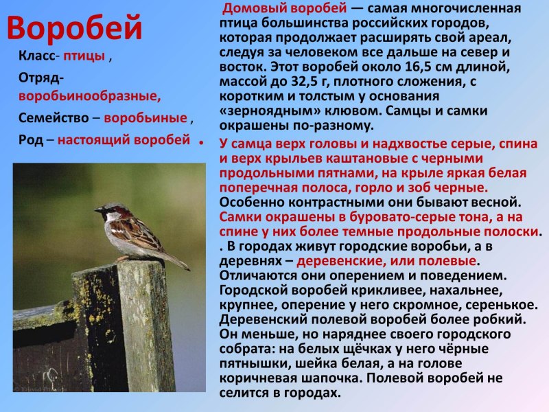 Воробей домовый описание
