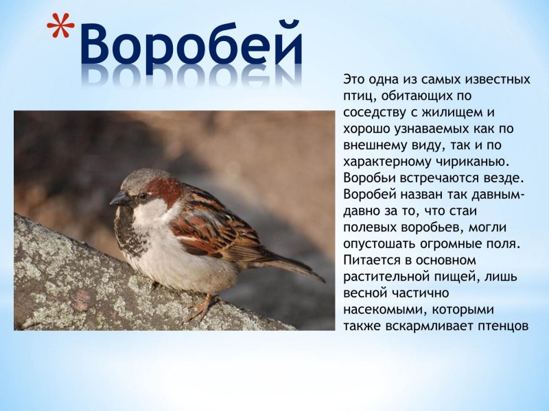 Воробей птица описание для детей