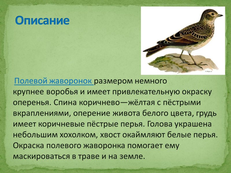 Агрессивный Воробей