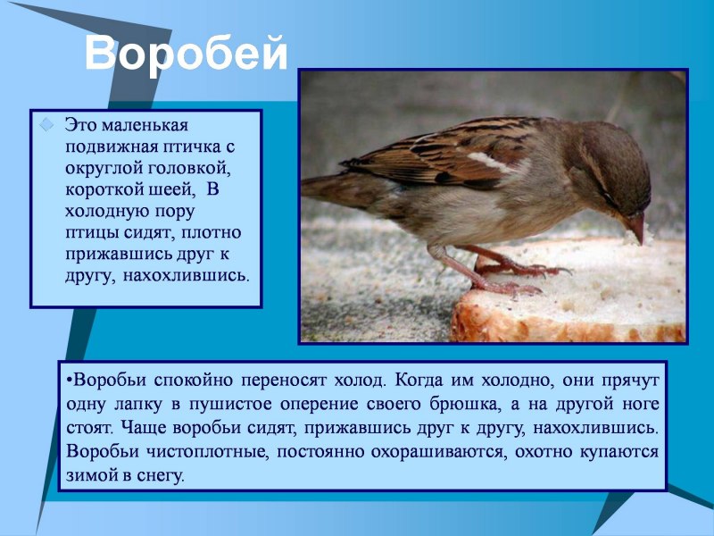 Зимние гости птицы презентация