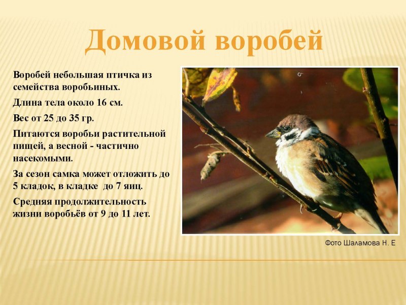 Домовой Воробей описание