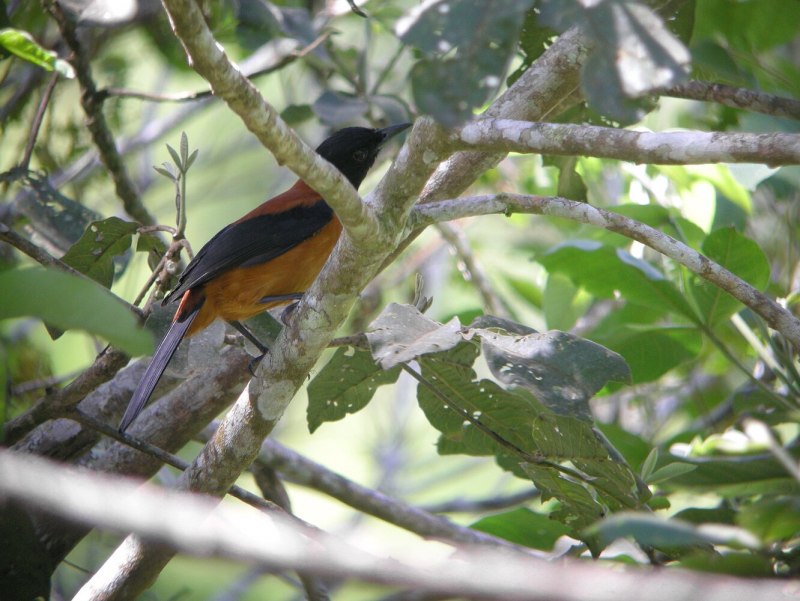Белье нижнее Bird of Paradise