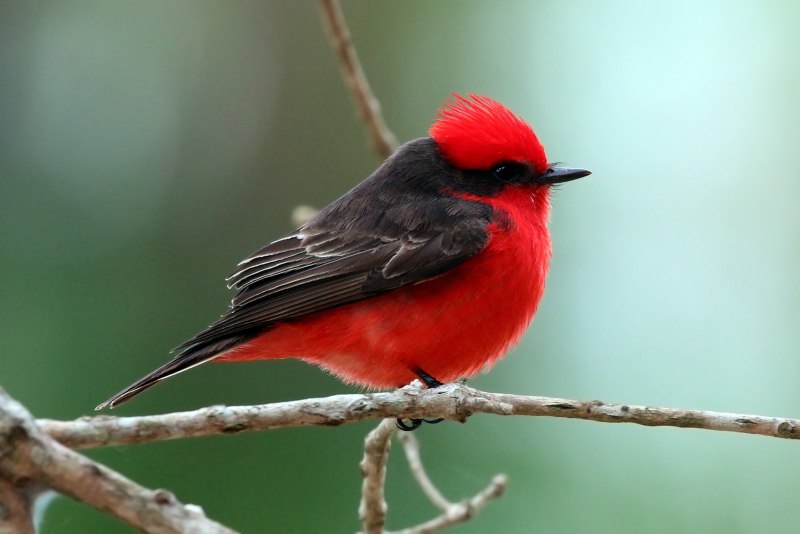 Sapphire Flycatcher (Ficedula Sapphira)