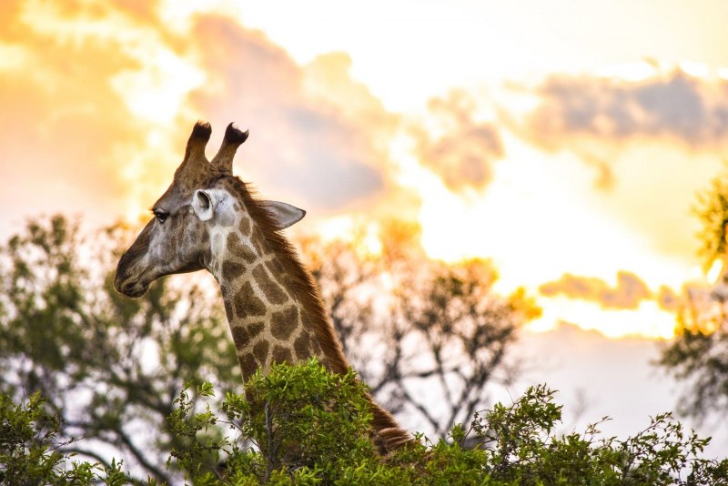 Африканский Жираф Giraffe