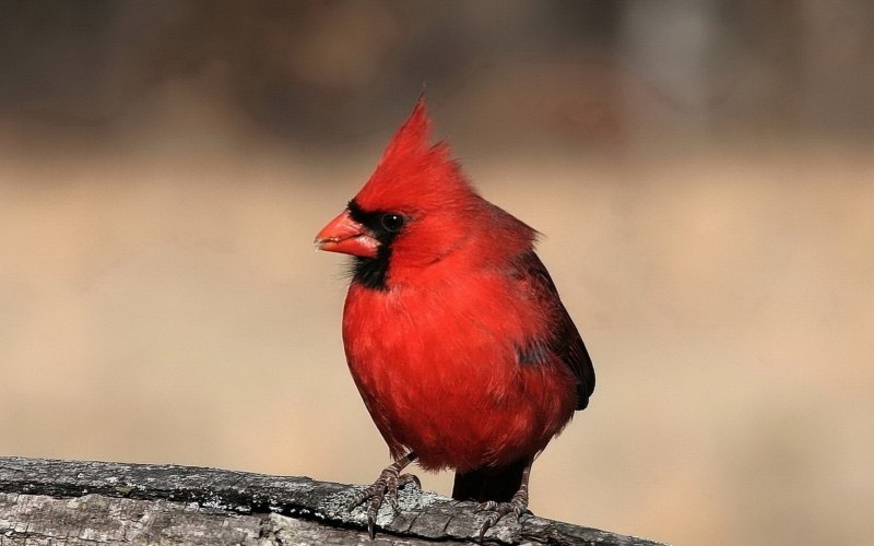 Cardinalis sinuatus