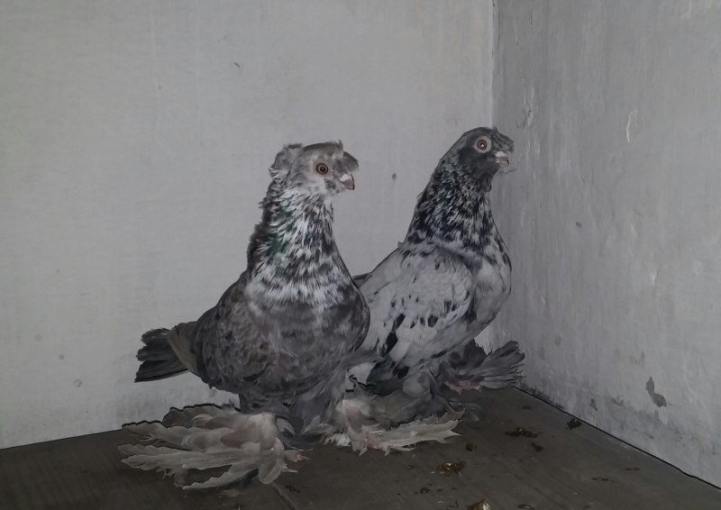 Северокавказские голуби