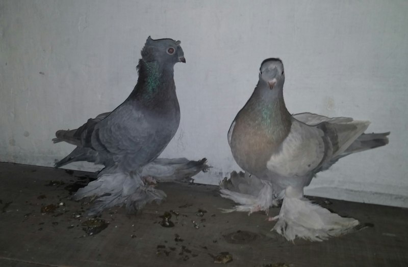 Кафтар бакиниски