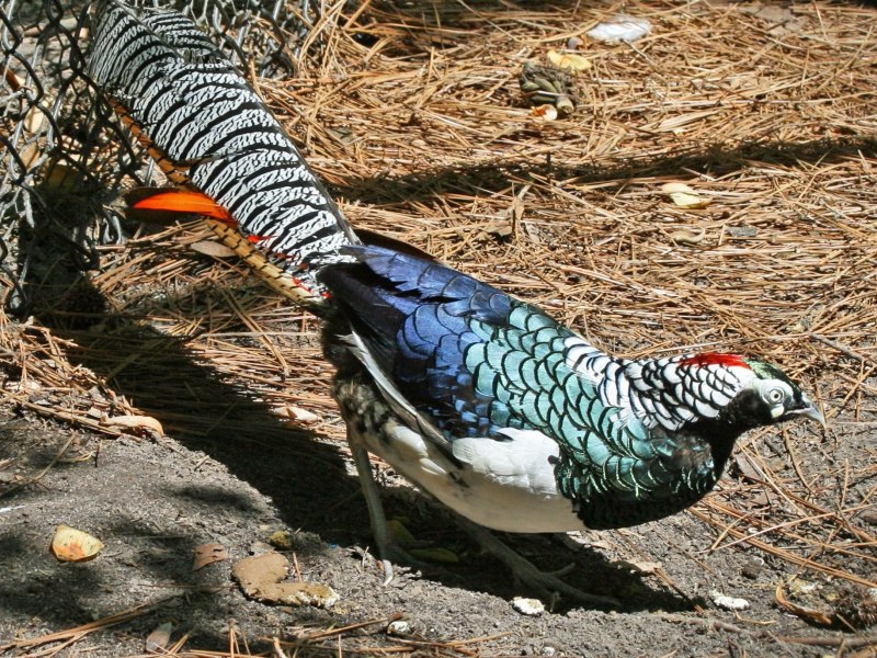 Chrysolophus amherstiae