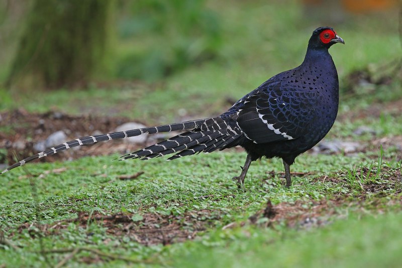 Cabot's Tragopan