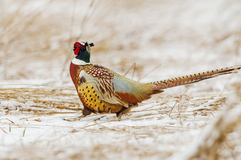 Swinhoe's Pheasant