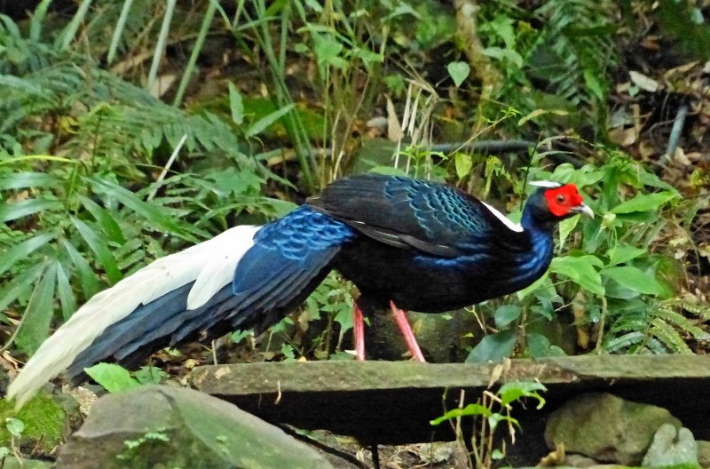 Предкавказский фазан (Phasianus colchicus septentrionalis)