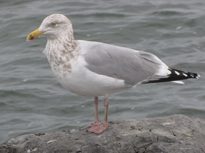 Herring Gull