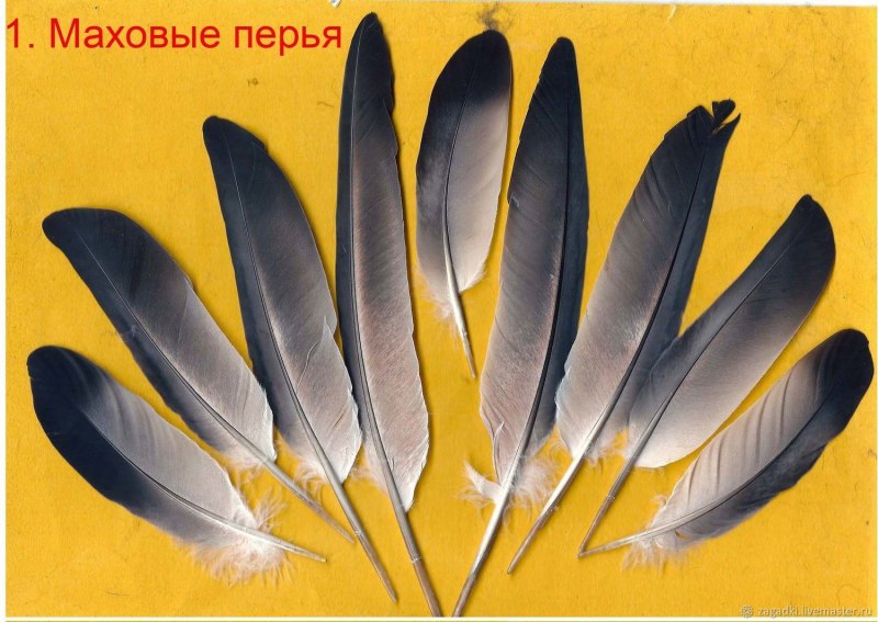 Перья птиц