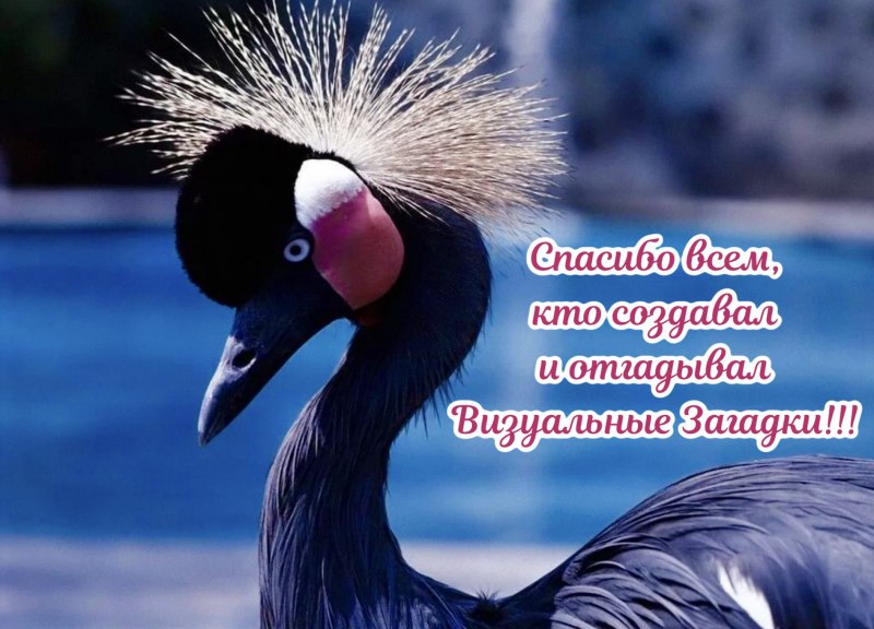 Венценосный журавль хохолок