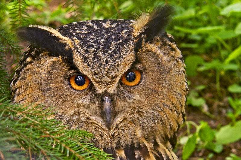 Филин обыкновенный Bubo