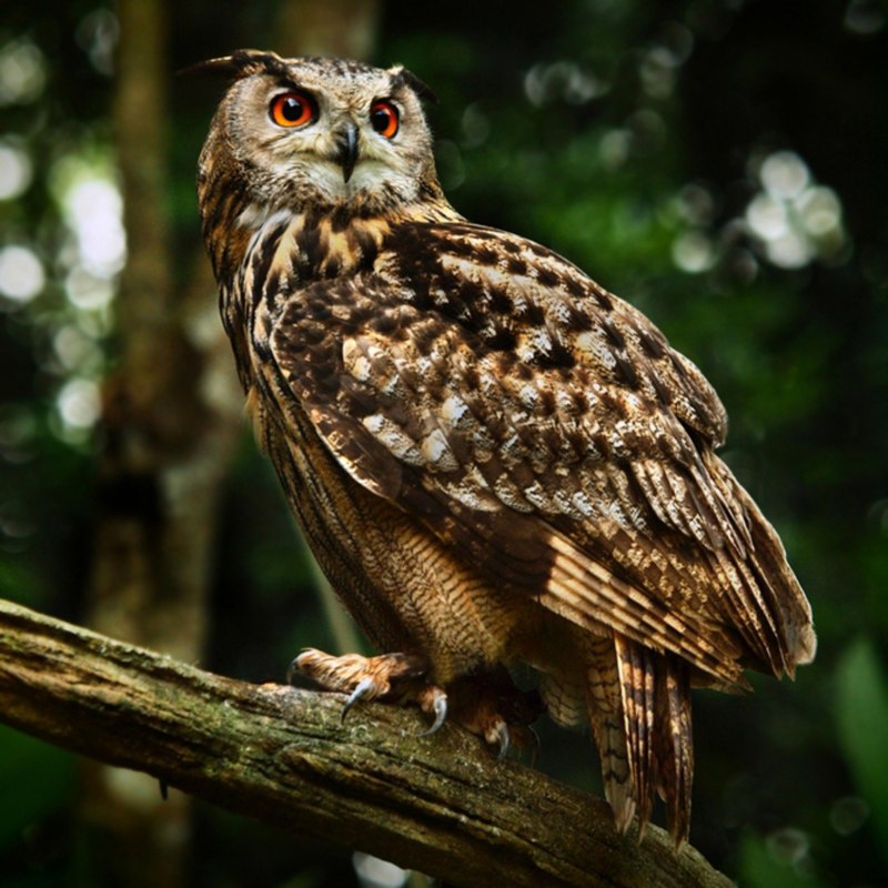 Филин обыкновенный (Bubo Bubo)