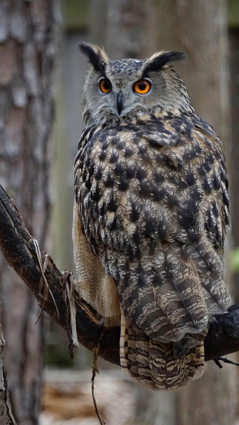 Филин обыкновенный (Bubo Bubo)