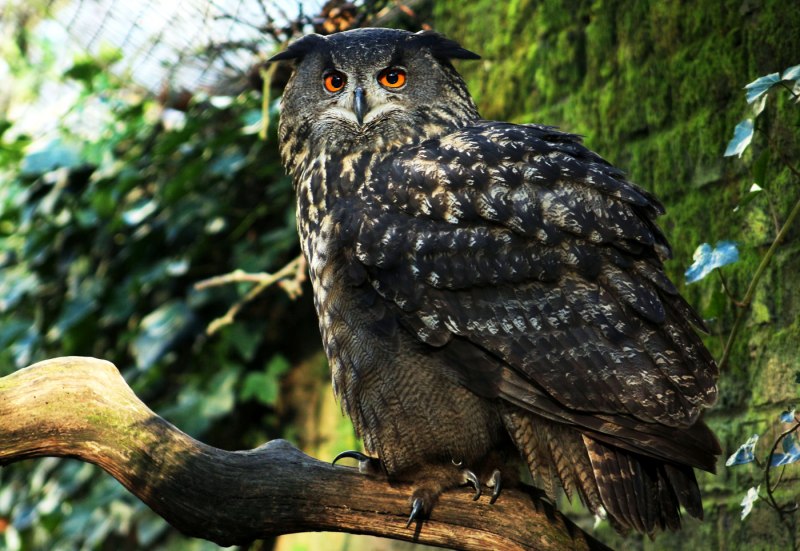 Филин Bubo Bubo