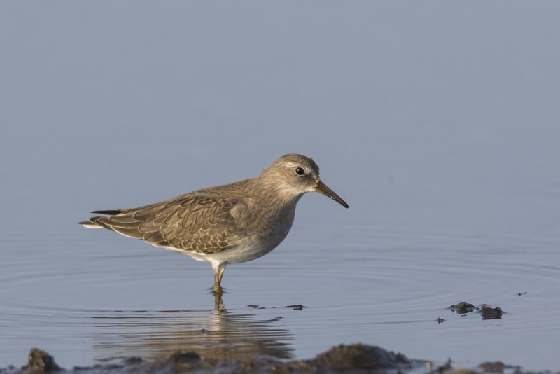 Calidris ruficollis