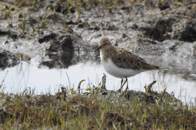 Исландский песочник (Calidris canutus)