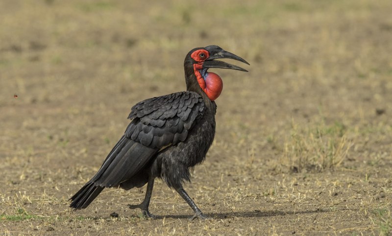 Bucorvus abyssinicus