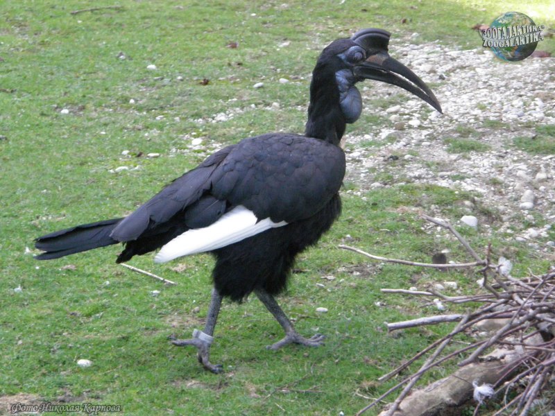 Bucorvus abyssinicus