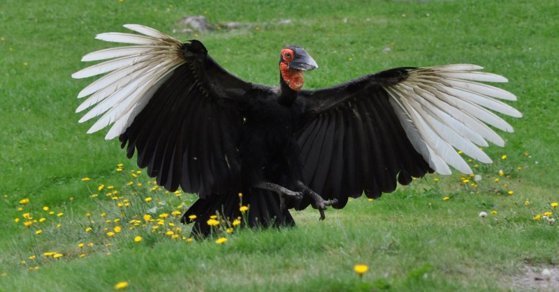 Bucorvus abyssinicus