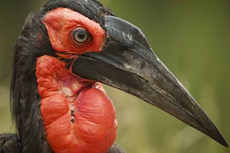 Bucorvus leadbeateri