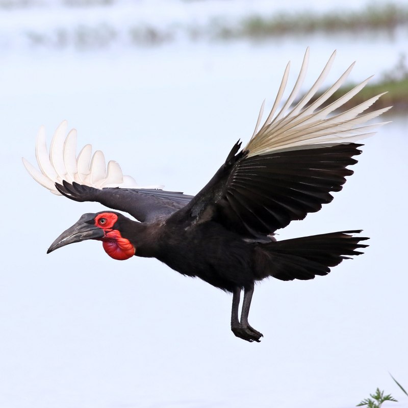 Bucorvus brailloni