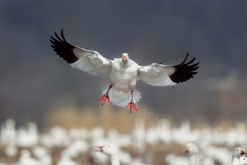 Чайка Орел