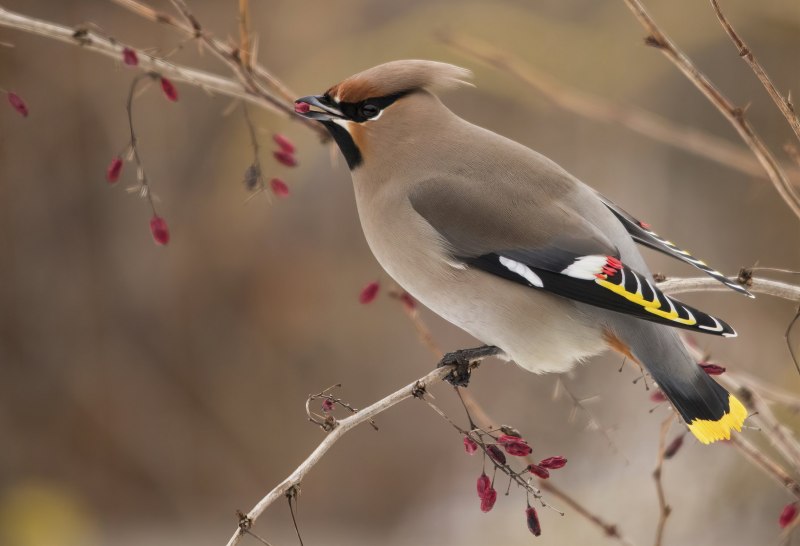 Свиристель обыкновенный (Bombycilla garrulus)