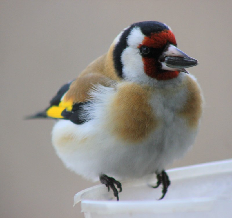Седоголовый щегол (Carduelis caniceps)