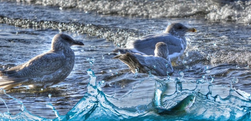 Чайка с рыбой в воде картинка