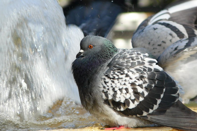 Водяной голубь