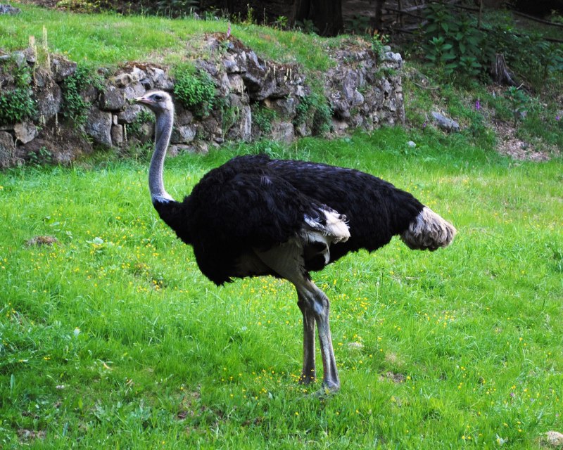 Struthio molybdophanes