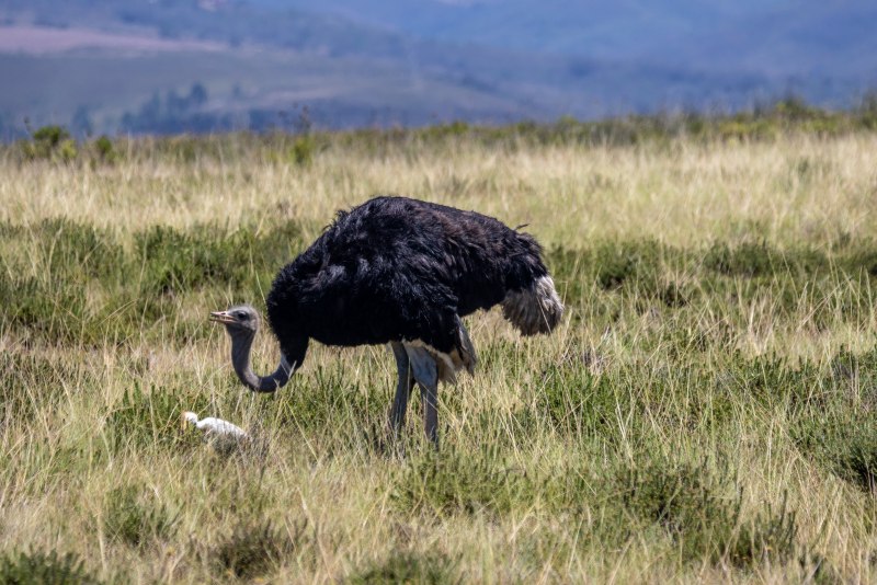 Struthio Camelus самец