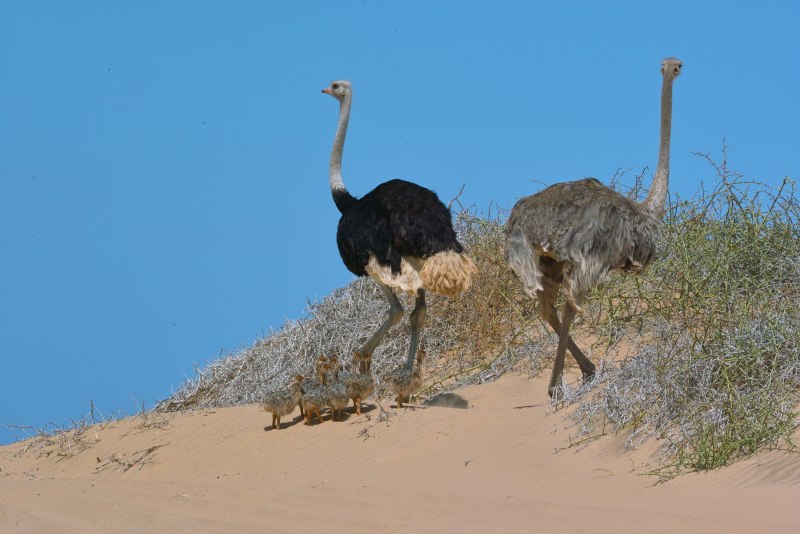 Struthio Camelus massaicus