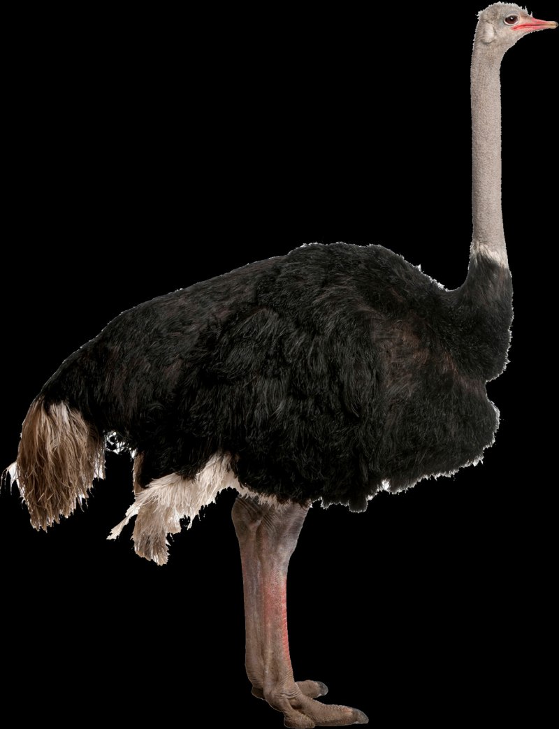 Struthio Camelus massaicus